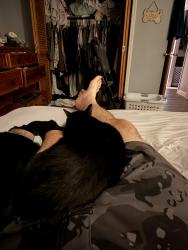 Lost Male Cat last seen Hartland Road and Playmore Beach, Hartland Rd, NC 28655