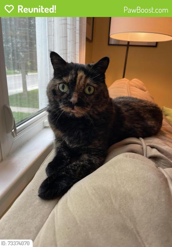 Reunited Female Cat last seen Pembroke Street/Davidson Street, Kingston, ON K7L 4N4