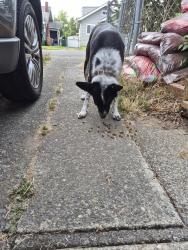 Found/Stray Male Dog last seen 43rd and M street roaming around the neighborhood., Tacoma, WA 98418