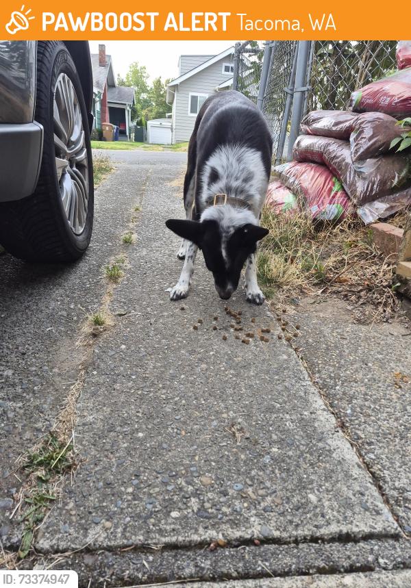 Found/Stray Male Dog last seen 43rd and M street roaming around the neighborhood., Tacoma, WA 98418