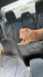 Reunited Male Dog last seen Seacrest Road on Lantana, Lantana, FL 33462