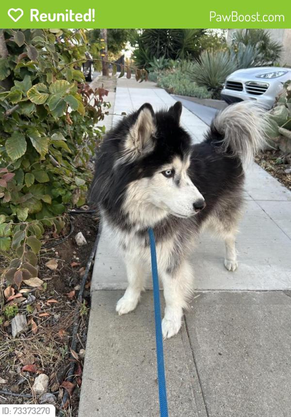 Reunited Male Dog last seen Sunkist Dr and Columbian st, Oakland, CA 94605