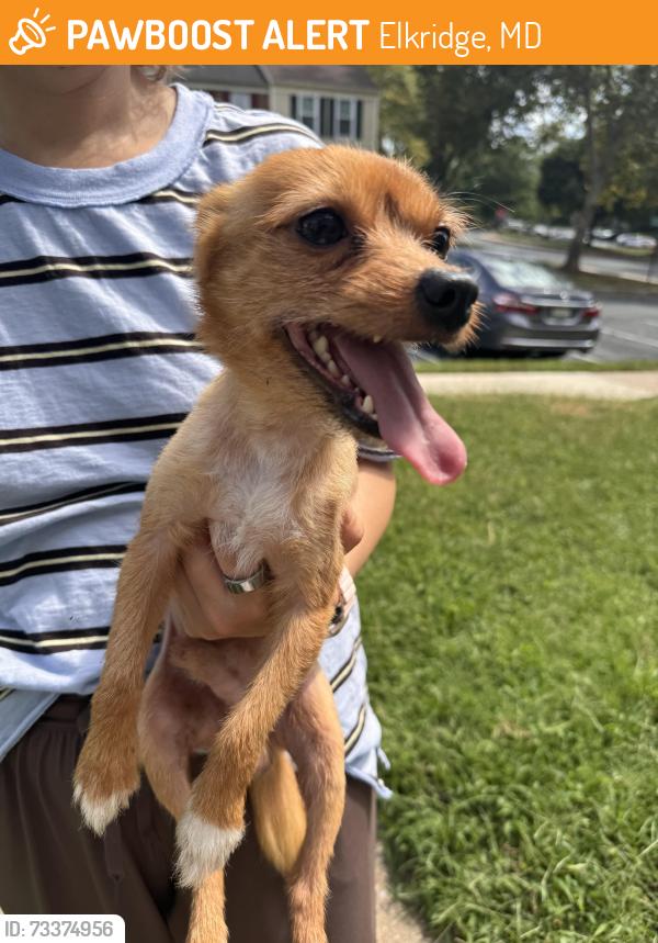 Found/Stray Male Dog last seen Ducketts lane elementary school parking lot, Elkridge, MD 21075