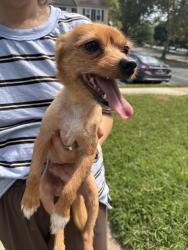 Found/Stray Male Dog last seen Ducketts lane elementary school parking lot, Elkridge, MD 21075