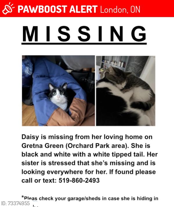 Lost Female Cat last seen Wonderland and Sarnia, London, ON 