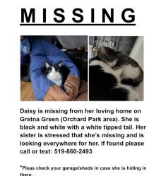 Lost Female Cat last seen Wonderland and Sarnia, London, ON 