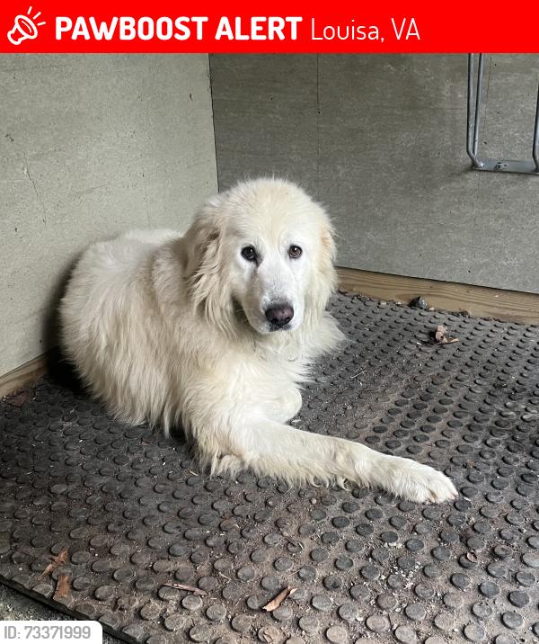 Lost Male Dog last seen He escaped near intersection of Poindexter and Hamilton Roads., Louisa, VA 23093