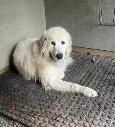 Lost Male Dog last seen He escaped near intersection of Poindexter and Hamilton Roads., Louisa, VA 23093