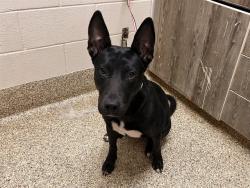 Shelter Stray Female Dog last seen Near BLOCK DAYMIST CT, COLORADO SPRINGS CO 80916, 610 Abbot Ln, Colorado Springs, CO 80905, USA