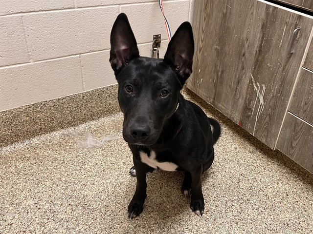 Shelter Stray Female Dog last seen Near BLOCK DAYMIST CT, COLORADO SPRINGS CO 80916, 610 Abbot Ln, Colorado Springs, CO 80905, USA