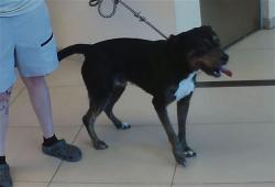 Shelter Stray Male Dog last seen SR 54 AND 41, 19640 Dogpatch Ln, Land O' Lakes, FL 34638, USA