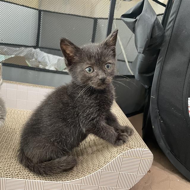 Shelter Stray Female Cat last seen CHARLOTTE, 8315 Byrum Dr, Charlotte, NC 28217, USA