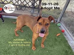 Shelter Stray Female Dog last seen , 1850 W 60th St, Los Angeles, CA 90047, USA