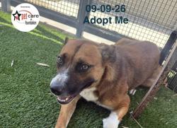 Shelter Stray Female Dog last seen , 1850 W 60th St, Los Angeles, CA 90047, USA