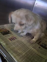 Shelter Stray Male Dog last seen , 1850 W 60th St, Los Angeles, CA 90047, USA