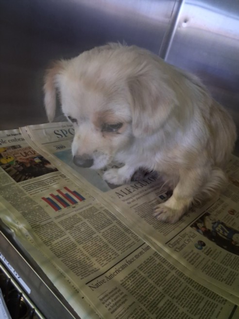 Shelter Stray Male Dog last seen , 1850 W 60th St, Los Angeles, CA 90047, USA