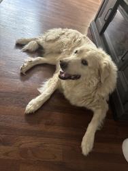 Found/Stray Female Dog last seen Near S. Riverview Dr., Idledale, CO 80453, Idledale, CO 80453