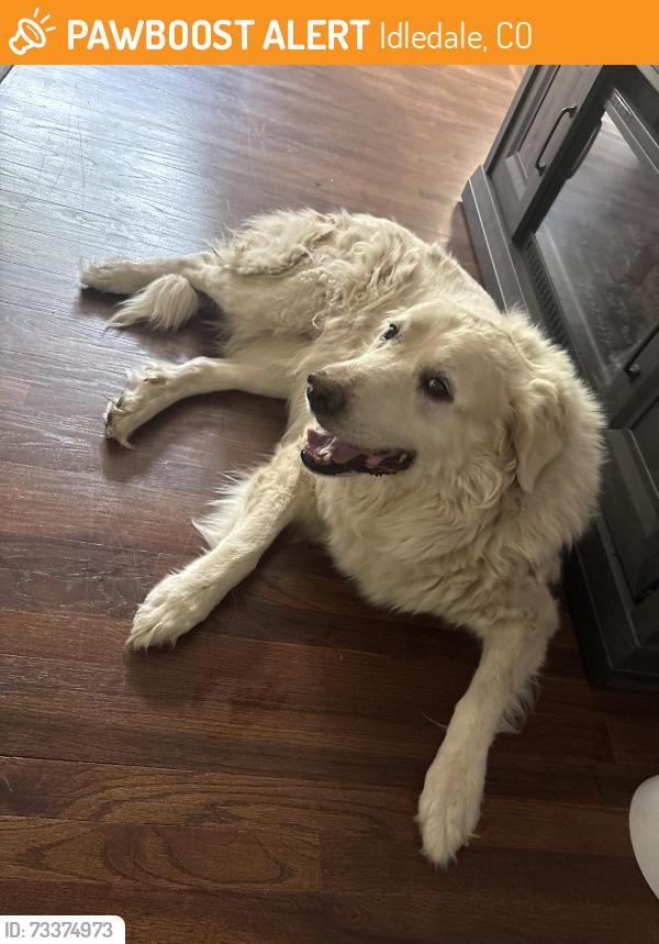 Found/Stray Female Dog last seen Near S. Riverview Dr., Idledale, CO 80453, Idledale, CO 80453