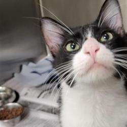 Shelter Stray Male Cat last seen , 4710 TX-151, San Antonio, TX 78227, USA