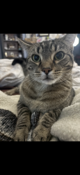 Reunited Female Cat last seen Tallevast and Tuttle, Sarasota, FL 34243
