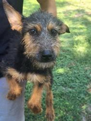 Shelter Stray Male Dog last seen VIEW DR, 4710 TX-151, San Antonio, TX 78227, USA