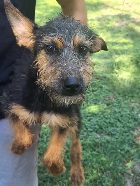 Shelter Stray Male Dog last seen VIEW DR, 4710 TX-151, San Antonio, TX 78227, USA