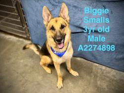 Shelter Stray Male Dog last seen , West Valley Animal Shelter, 20655 Plummer St, Chatsworth, CA 91311, USA