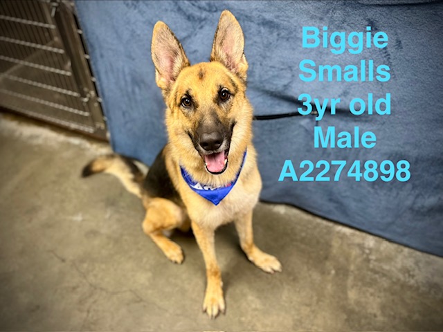 Shelter Stray Male Dog last seen , West Valley Animal Shelter, 20655 Plummer St, Chatsworth, CA 91311, USA