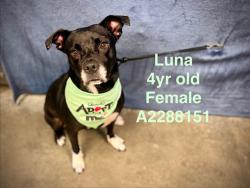 Shelter Stray Female Dog last seen , West Valley Animal Shelter, 20655 Plummer St, Chatsworth, CA 91311, USA