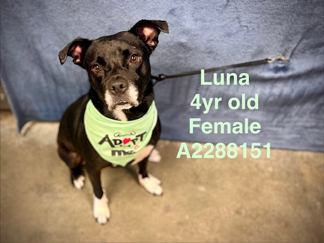 Shelter Stray Female Dog last seen , West Valley Animal Shelter, 20655 Plummer St, Chatsworth, CA 91311, USA