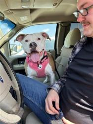 Shelter Stray Female Dog last seen , 4710 TX-151, San Antonio, TX 78227, USA