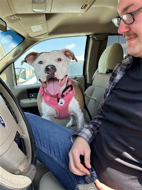 Shelter Stray Female Dog last seen , 4710 TX-151, San Antonio, TX 78227, USA