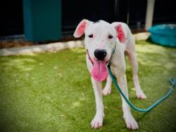 Shelter Stray Female Dog last seen , 2769 Conroy Rd, Orlando, FL 32839, USA