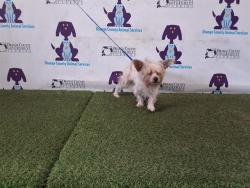 Shelter Stray Female Dog last seen , 2769 Conroy Rd, Orlando, FL 32839, USA