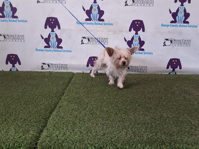 Shelter Stray Female Dog last seen , 2769 Conroy Rd, Orlando, FL 32839, USA