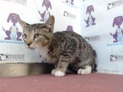 Shelter Stray Male Cat last seen , 2769 Conroy Rd, Orlando, FL 32839, USA
