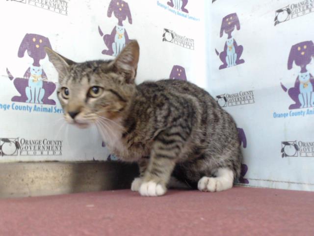 Shelter Stray Male Cat last seen , 2769 Conroy Rd, Orlando, FL 32839, USA