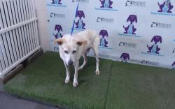 Shelter Stray Male Dog last seen , 2769 Conroy Rd, Orlando, FL 32839, USA