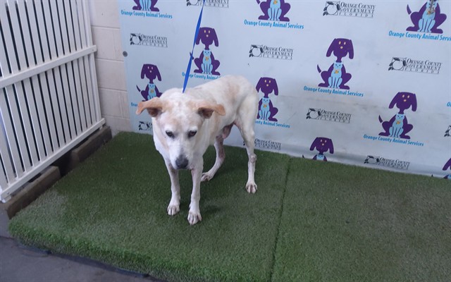 Shelter Stray Male Dog last seen , 2769 Conroy Rd, Orlando, FL 32839, USA