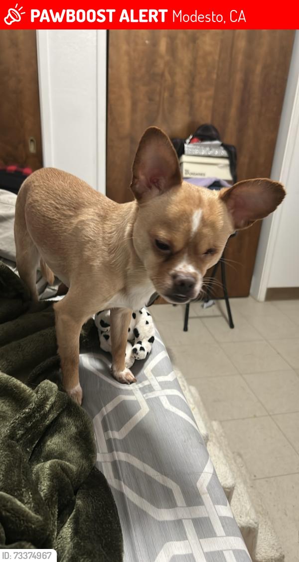 Lost Male Dog last seen Kingston and miller, Modesto, CA 95354