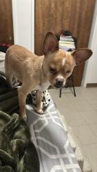 Lost Male Dog last seen Kingston and miller, Modesto, CA 95354