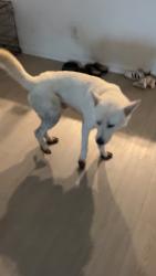 Found/Stray Male Dog last seen Betka rd, Kickapoo Rd, TX 77484