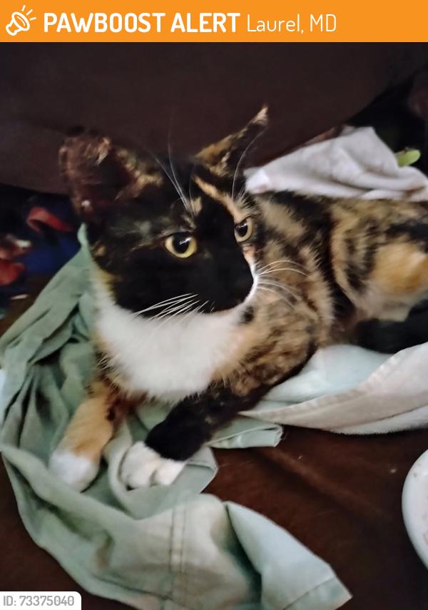 Found/Stray Female Cat last seen 2nd Ave Thrift, Laurel, MD 20707