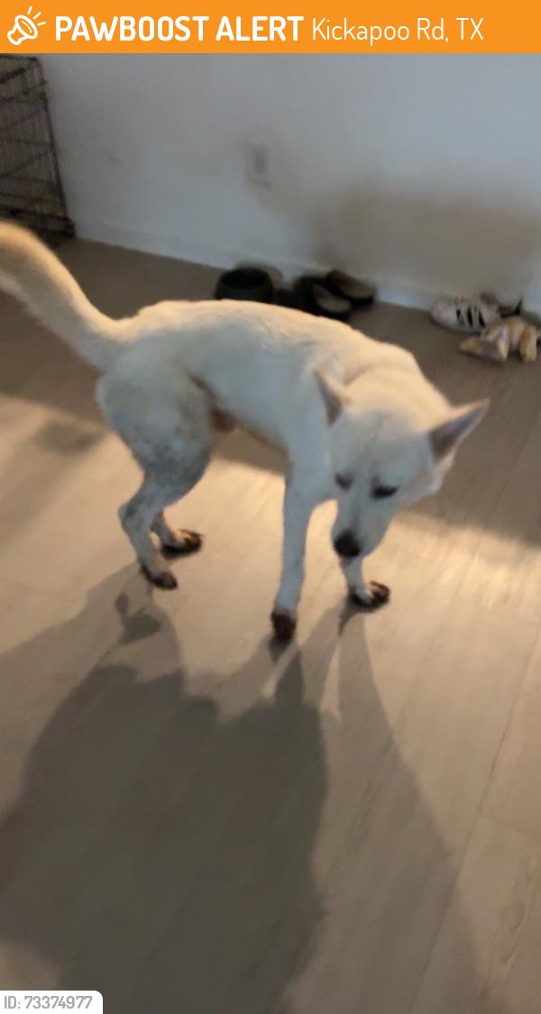 Found/Stray Male Dog last seen Betka rd, Kickapoo Rd, TX 77484