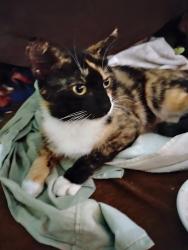 Found/Stray Female Cat last seen 2nd Ave Thrift, Laurel, MD 20707