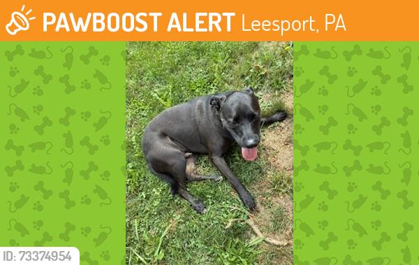 Found/Stray Male Dog last seen west leesport rd, Leesport, PA 19533