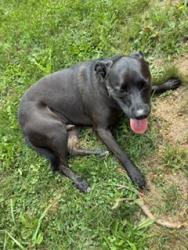 Found/Stray Male Dog last seen west leesport rd, Leesport, PA 19533