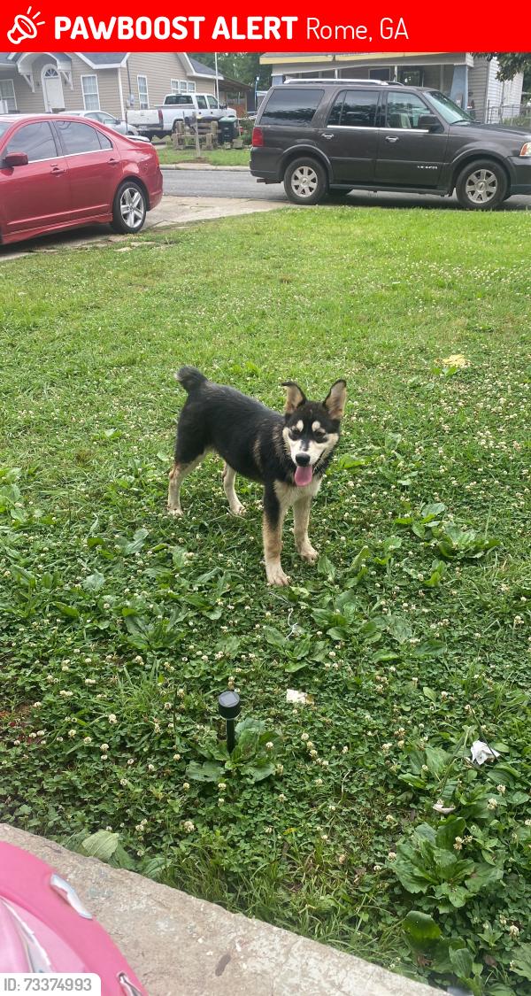 Lost Male Dog last seen Near excelsior st, Rome, GA 30165