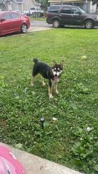 Lost Male Dog last seen Near excelsior st, Rome, GA 30165