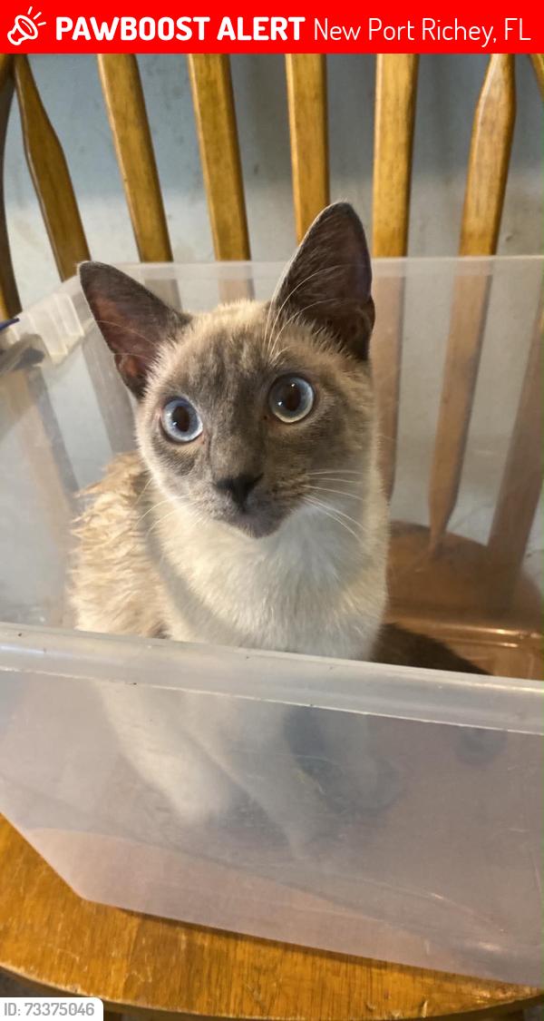 Lost Male Cat last seen Ridge and congress, New Port Richey, FL 34652